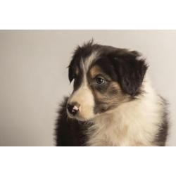Border collie pup "Finn"