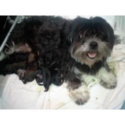 zeer mooie shih tzu , boomer pups verwacht