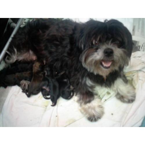 zeer mooie shih tzu , boomer pups verwacht