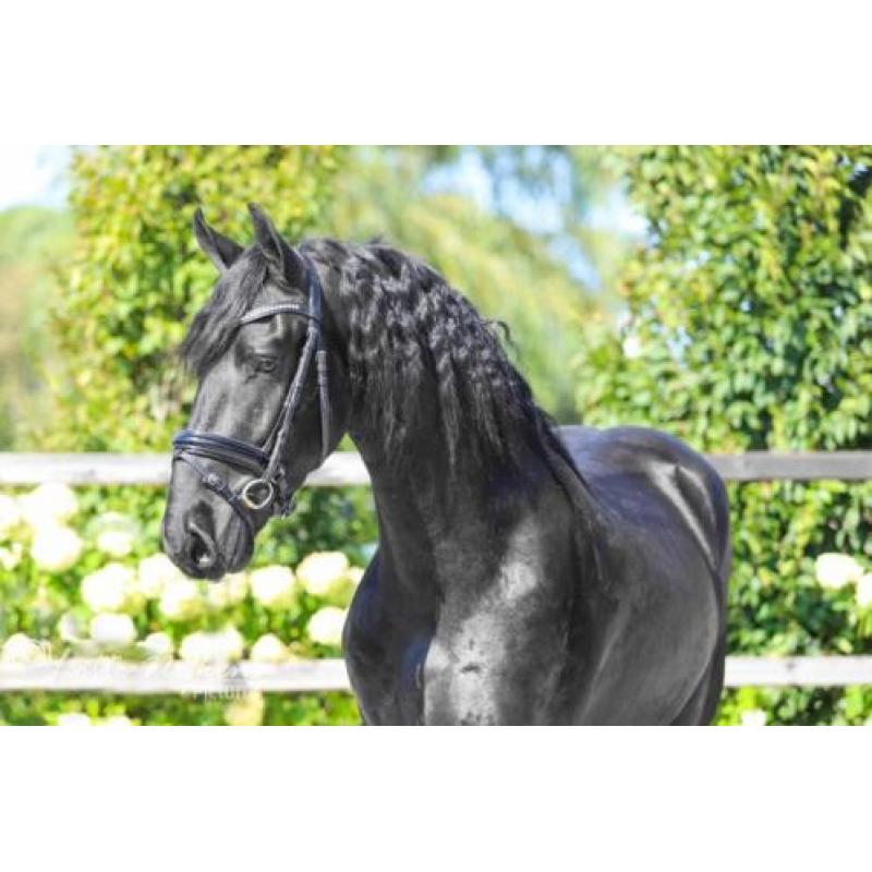 Leuke 3,5 jarige Friese ruin te koop!