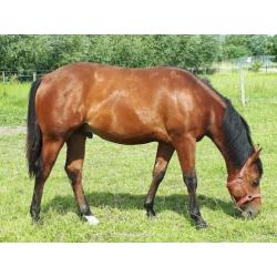Quarter Horse Hengst jaarling