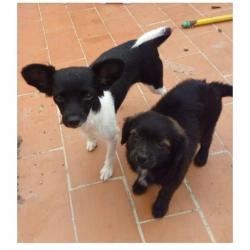 Klein meiske Eva ter Adoptie