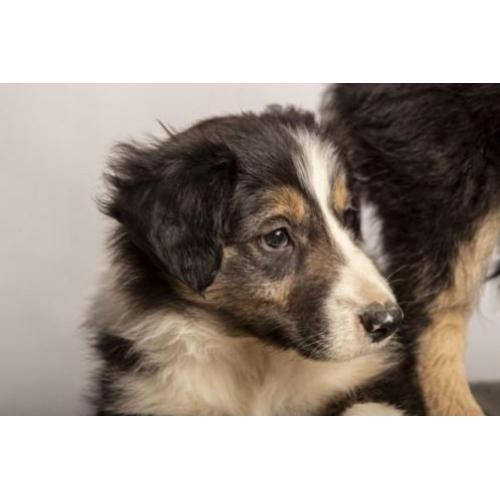 Border collie pup "Finn"