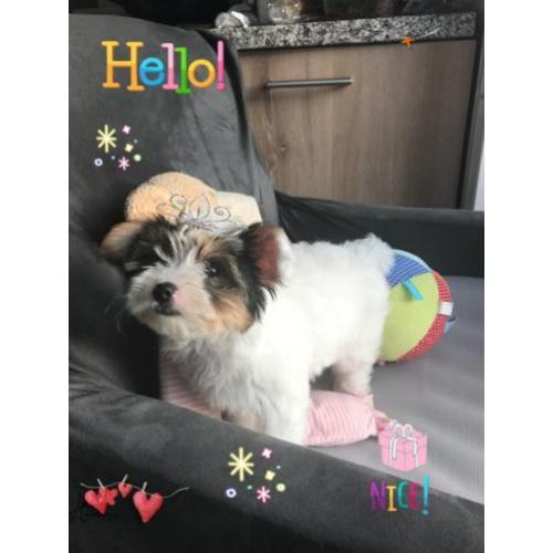 *****Liefje "Pilly" raszuiver Bieuwer Yorkshire Terrier"""