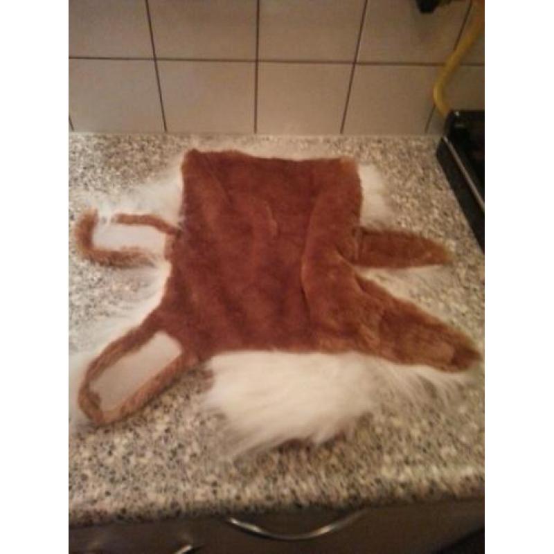 Een heerlijke warme chihuahua jas voor de aankomende winter