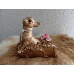 chihuahua beeldje massief poseleingips