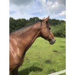 8-jarige Kwpn merrie afstammeling springpaard Peter Pan