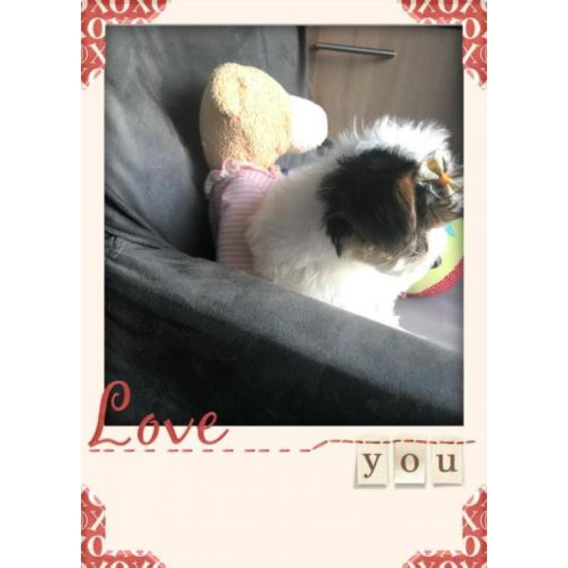 *****Liefje "Pilly" raszuiver Bieuwer Yorkshire Terrier"""