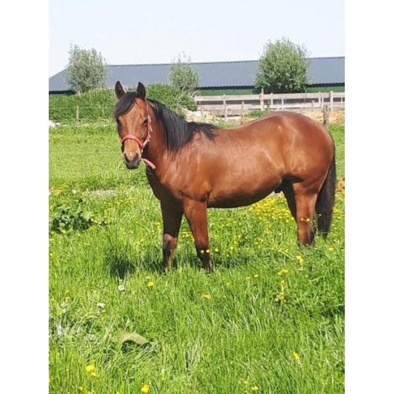 Quarter Horse Hengst jaarling