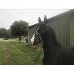 Te koop vijfjarige zwartbruine ruin