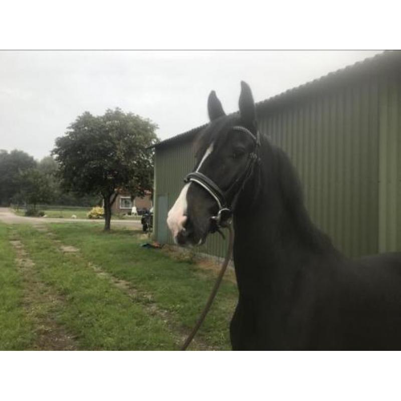 Te koop vijfjarige zwartbruine ruin
