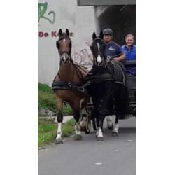 Te koop vijfjarige zwartbruine ruin
