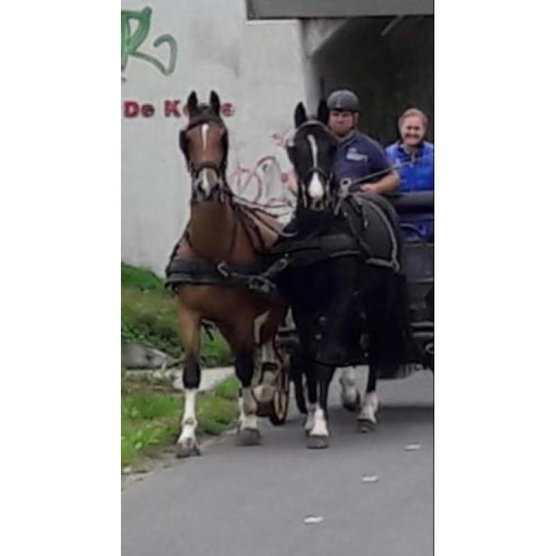 Te koop vijfjarige zwartbruine ruin