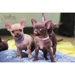 Heel Mooie Chocolate Chihuahua Princess