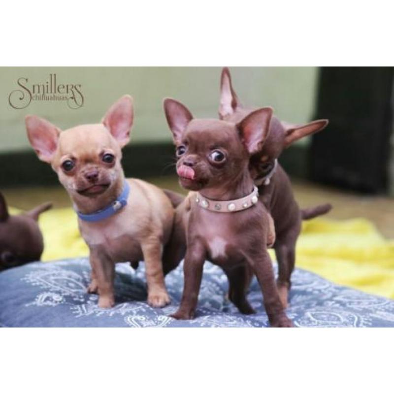 Heel Mooie Chocolate Chihuahua Princess