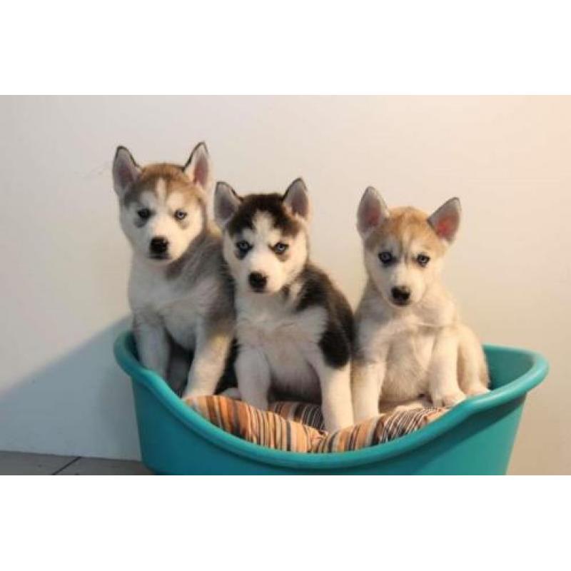 siberische husky pups