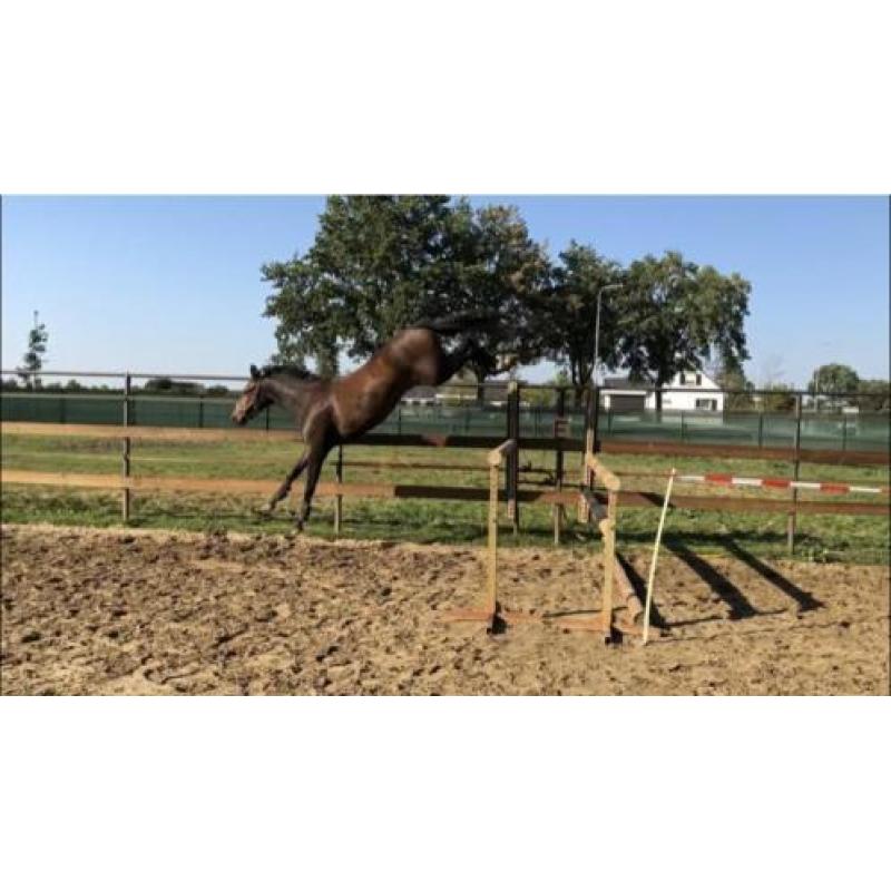 2 jarige merrie & 2 jarige hengst