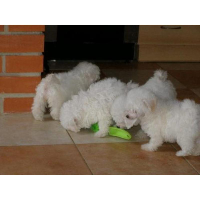 poedel pups zoeken thuis!