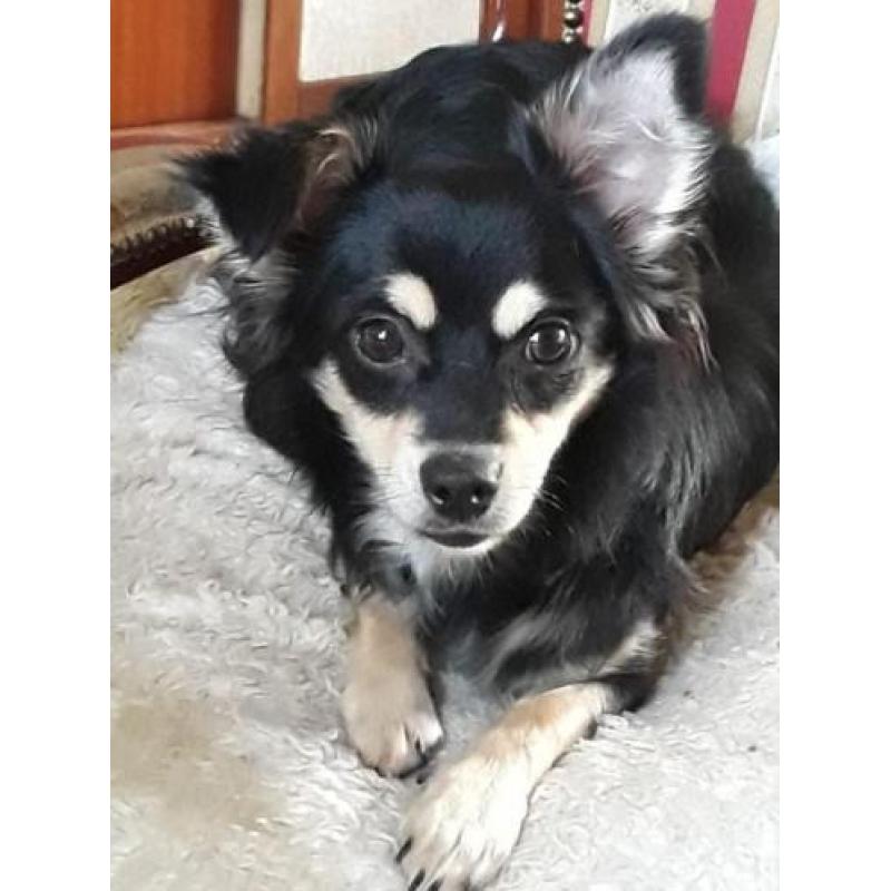 Chihuahuas te koop