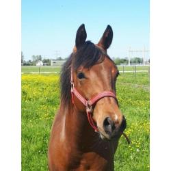Quarter Horse Hengst jaarling