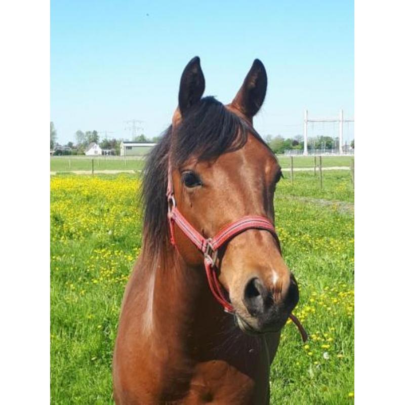 Quarter Horse Hengst jaarling