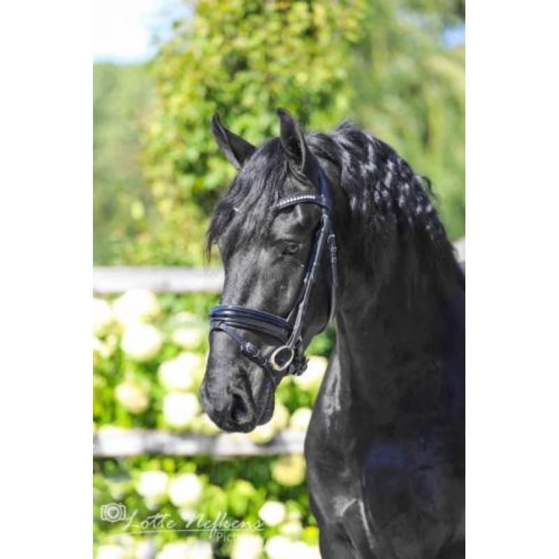 Leuke 3,5 jarige Friese ruin te koop!