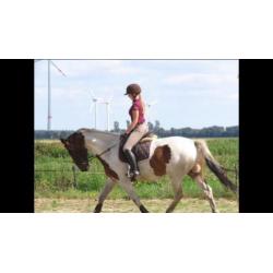 Lieve 5 jarige ruin & 17 jarige b pony, merrie