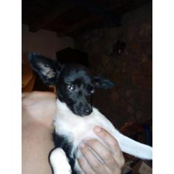 Klein meiske Eva ter Adoptie