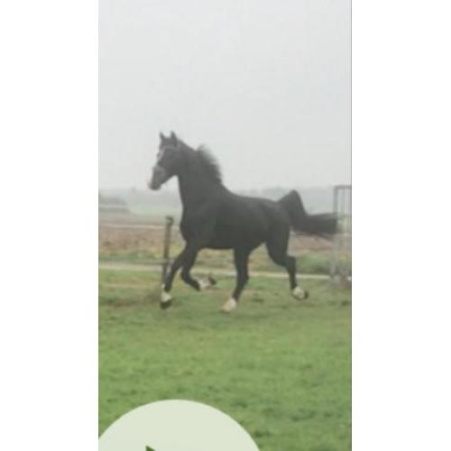 Te koop vijfjarige zwartbruine ruin
