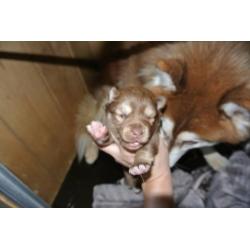 prachtige pomsky pup mini husky