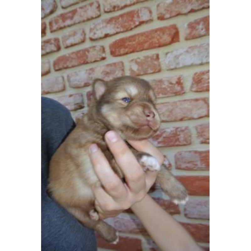 prachtige pomsky pup mini husky