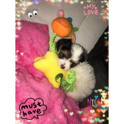 *****Liefje "Pilly" raszuiver Bieuwer Yorkshire Terrier"""
