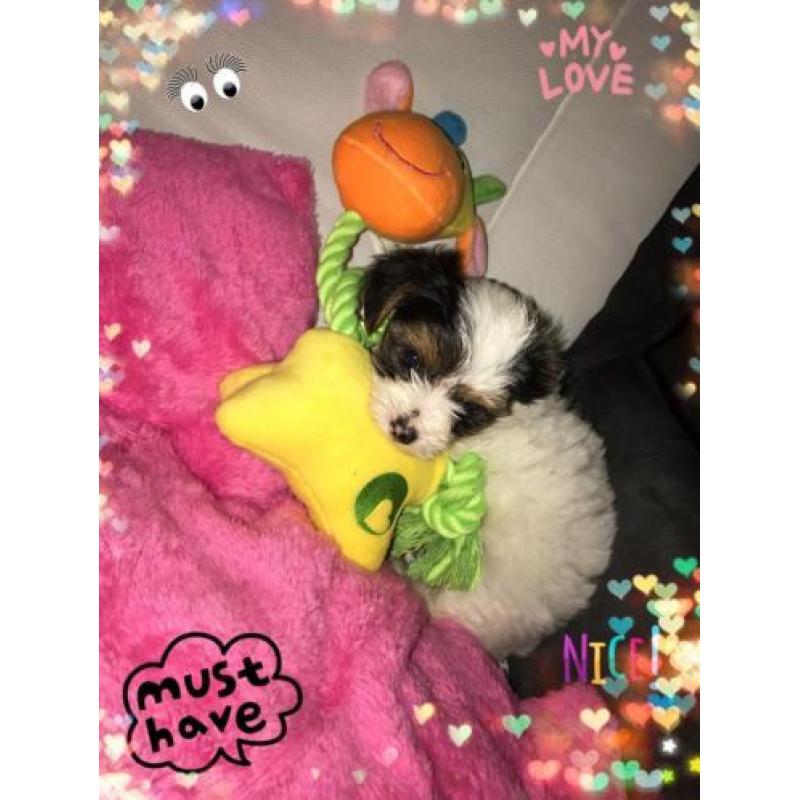 *****Liefje "Pilly" raszuiver Bieuwer Yorkshire Terrier"""