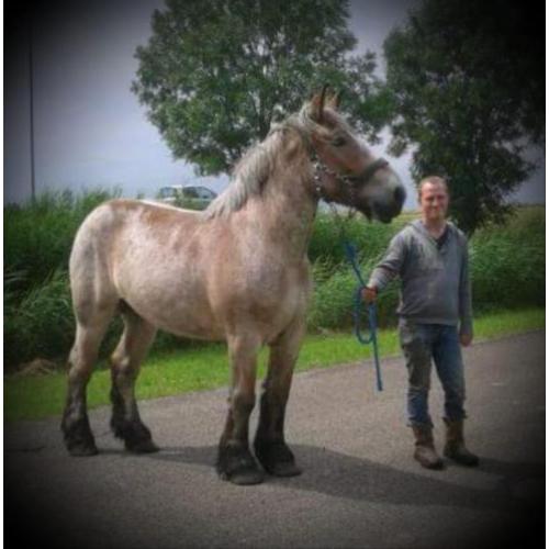 Te Koop Trekpaard Merrie