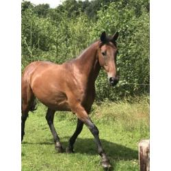 8-jarige Kwpn merrie afstammeling springpaard Peter Pan