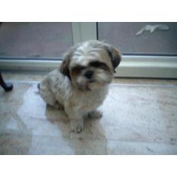 zeer mooie shih tzu , boomer pups verwacht