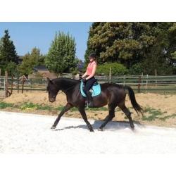 Pittige 11 jarige KWPN merrie