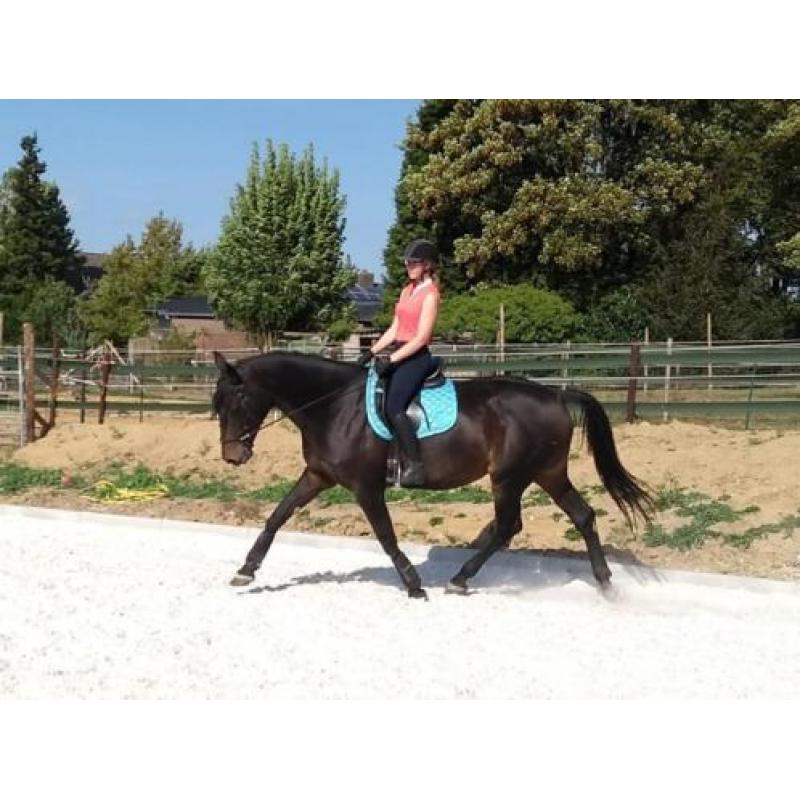Pittige 11 jarige KWPN merrie