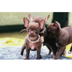 Heel Mooie Chocolate Chihuahua Princess