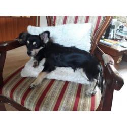 Chihuahuas te koop
