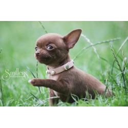 Heel Mooie Chocolate Chihuahua Princess