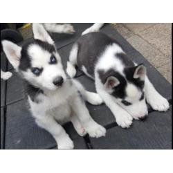 husky blauwe ogen