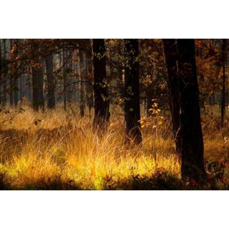 FB04 Bomen of bos op fotobehang - In bijna elk formaat