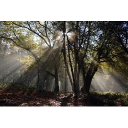 FB04 Bomen of bos op fotobehang - In bijna elk formaat
